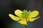 Swamp / Marsh Buttercup