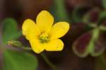 Yellow Wood Sorrel