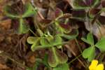 Yellow Wood Sorrel