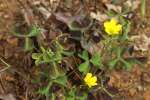 Yellow Wood Sorrel