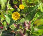 Sow-thistle