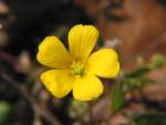 Yellow Wood Sorrel