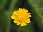 Dwarf Dandelion