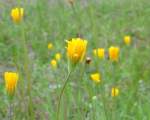 Dwarf Dandelion