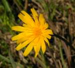 Rattlesnake Weed