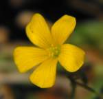 Yellow Wood Sorrel