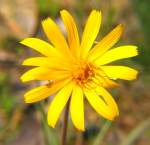 Rattlesnake Weed