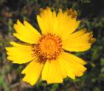 Tickseed / Coreopsis