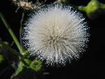 Sow-thistle