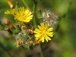 False Dandelion - Texas Dandelion