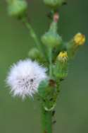 Sow-thistle