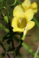 Downy False Foxglove