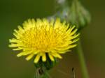 Sow-thistle