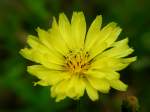 False Dandelion - Texas Dandelion