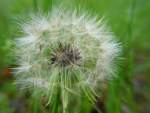 False Dandelion - Texas Dandelion