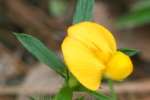 Pencil Flower