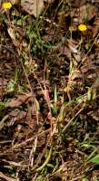 Dwarf Dandelion