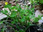 Yellow Wood Sorrel