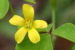 Yellow Wood Sorrel