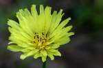 False Dandelion - Texas Dandelion