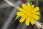 Dwarf Dandelion