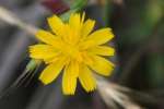 Dwarf Dandelion