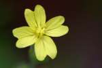 Threadleaf Evening Primrose