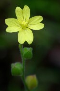 Threadleaf Evening Primrose