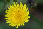 Sow-thistle