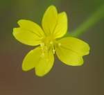 Threadleaf Evening Primrose