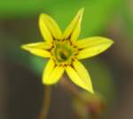 Yellow Blue-eyed Grass