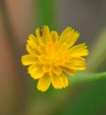 Dwarf Dandelion