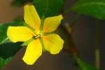 Primrose-willow