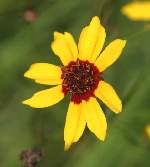 Black-eyed Susan