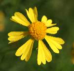 Sneezeweed