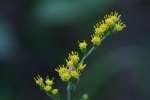 Rough-stemmed Goldenrod