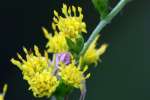 Rough-stemmed Goldenrod