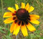 Black-eyed Susan