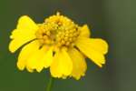 Sneezeweed