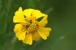 Sneezeweed