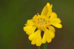 Sneezeweed