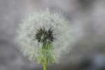 False Dandelion - Texas Dandelion