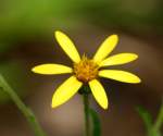 Pale-leaf Sunflower