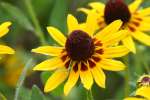 Black-eyed Susan