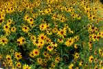 Black-eyed Susan