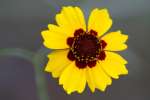 Garden Coreopsis