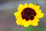 Garden Coreopsis