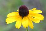 Black-eyed Susan