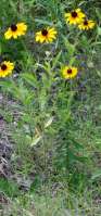 Black-eyed Susan