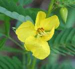 Partridge Pea